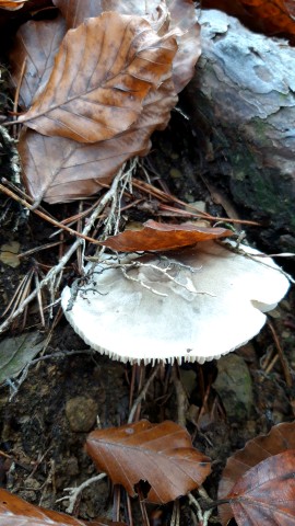 Tricholoma saponaceum