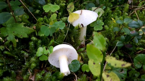 Hygrophorus chrysodon