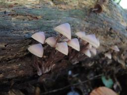 Mycena haematopus