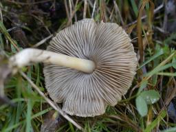 Inocybe sindonia