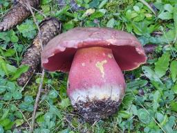 Rubroboletus rubrosanguineus