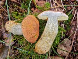 Hortiboletus bubalinus