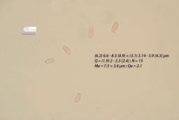 Infundibulicybe trulliformis