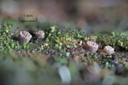 Resupinatus trichotis