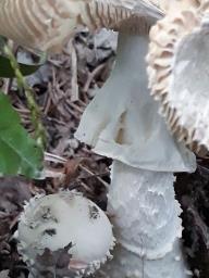 Amanita echinocephala