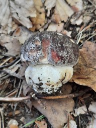 Boletus pinophilus