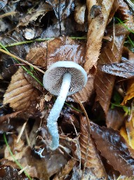 Stropharia aeruginosa