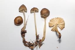 Pseudohydropus floccipes