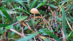 Galerina vittiformis