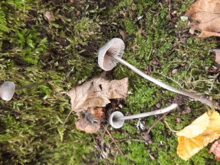 Mycena polygramma