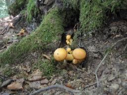 Gymnopilus junonius