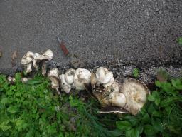 Agaricus bitorquis
