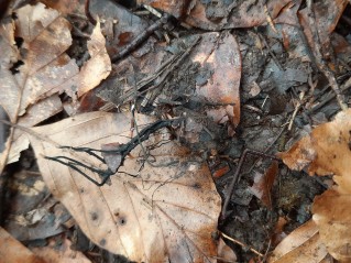 Xylaria carpophila