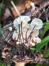 Marasmius rotula