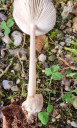 Amanita olivaceogrisea