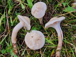 Cuphophyllus pratensis