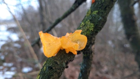 Tremella mesenterica