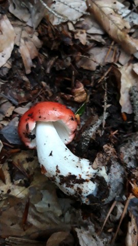 Russula emetica