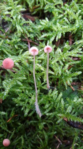 Mycena rosella