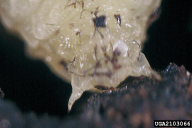 Ips typographus