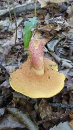 Butyriboletus appendiculatus