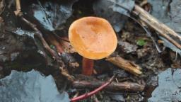 Lactarius lacunarum