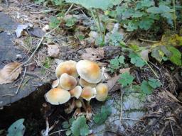 Hypholoma capnoides