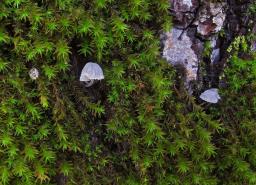 Mycena pseudocorticola