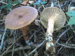 Lactarius tabidus