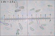 Hypomyces polyporinus