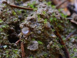 Trichophaea gregaria