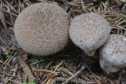 Lycoperdon nigrescens