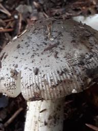 Amanita vaginata