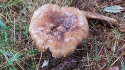 Russula foetens