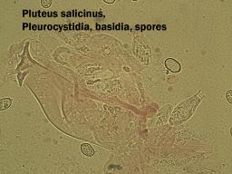 Pluteus salicinus