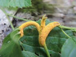 Puccinia coronata