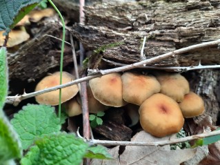 Hypholoma fasciculare var. pusillum