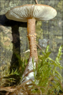 Cystoderma amianthinum