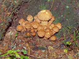 Pholiota squarrosa