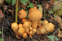 Pholiota squarrosa