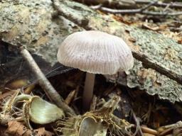 Mycena pura