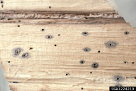 Xylosandrus germanus