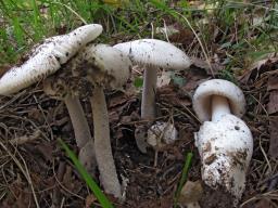 Amanita vaginata