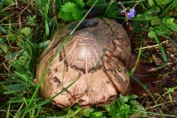 Entoloma clypeatum