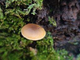 Callistosporium luteo-olivaceum