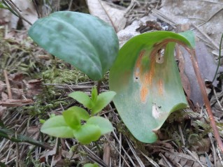 Uromyces erythronii