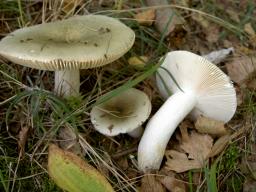 Russula aeruginea