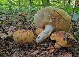 Russula subfoetens