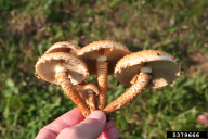 Pholiota squarrosa