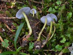 Mycena epipterygia